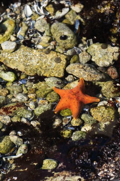 istock Vertical closeup of beautiful beach rocks, seashells and a starfish 1453930380