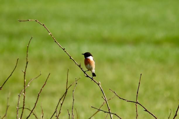 istock Selective of a saxicola rubicol bird on a branch 1453930557