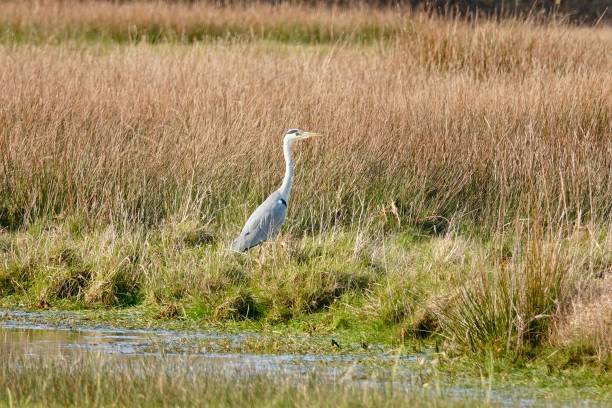 istock View of the Ardea cinerea heron in dry grass 1453930560