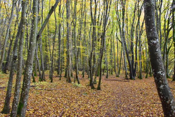istock Dense forest in the Eifel region, Germany 1453930727