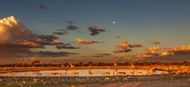 Namibia Waterhole Wildlife Scene Antelopes, Giraffes, and other wildlife gathering at an Etosha National Park waterhole, Namibia. golden hour drink stock pictures, royalty-free photos & images