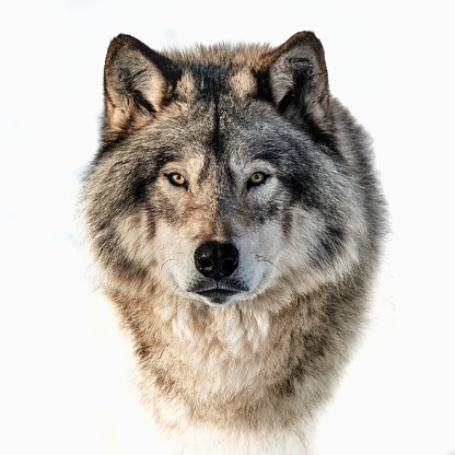 Retrato en primer plano de un lobo de madera sobre un fondo blanco photo