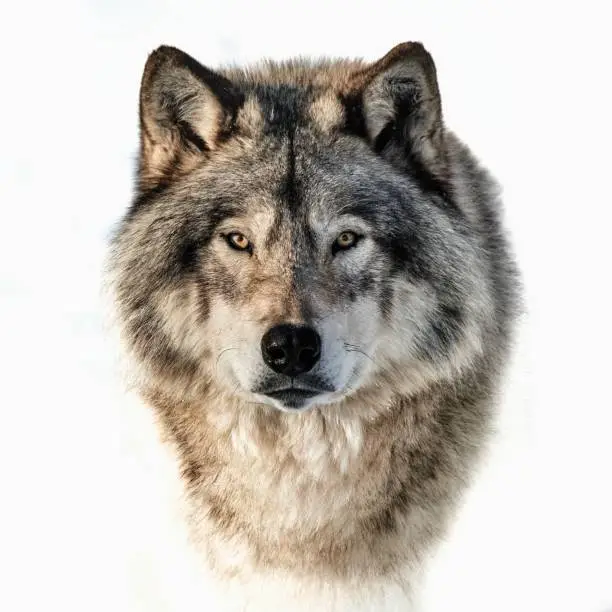 Photo of Closeup portrait of a timber wolf on a white background