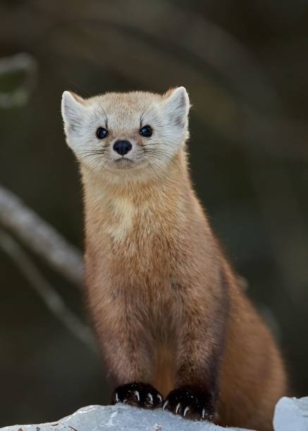 istock Vertical portrait of a marten sitting on snow 1453931364