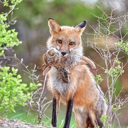 A closeup of a Kit fox holding a rabbit in its mouth, standing in green shrubs