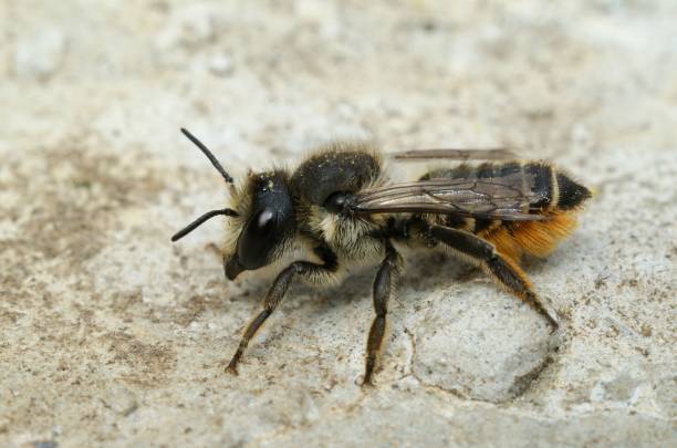 istock Closeup on a female Willowherb leafcutter bee, Megachile lapponica 1453931966