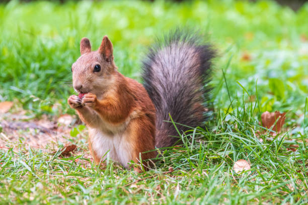 istock Autumn squirrel with nut sits on green grass with fallen yellow leaves 1453932301