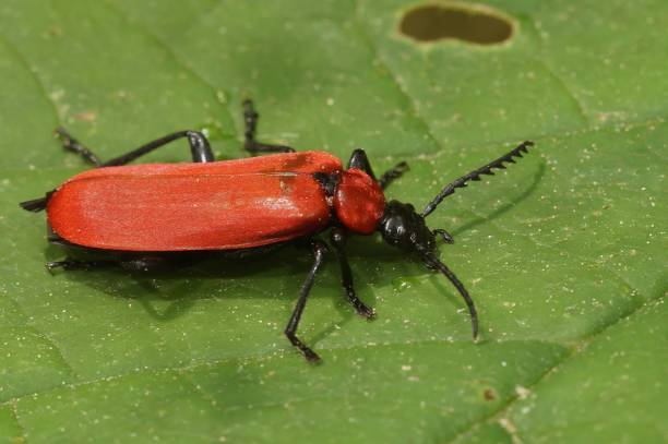 istock Closeup on a gorgeous red colored black headed cardinal beetle, Pyrochroa coccinea on a green leaf 1453932366