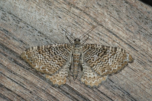 Detailed Closeup on a beatiful Scallop Shell geometer moth , Hydria undulata, with spread wings sitting on wood