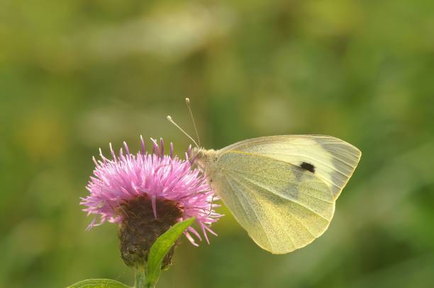 istock Close up on Large cabbage white butterfly, Pieris brassicae feeding on a purple thistle flower 1453932407