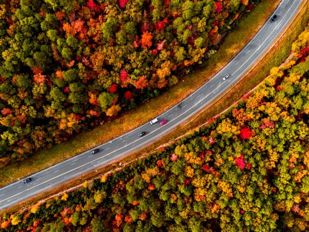 istock Top view of a road in an autumn forest 1453932533