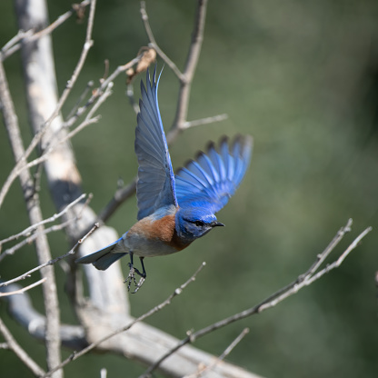 A closeup shot of the Eastern bluebird flying with tree branches in the background