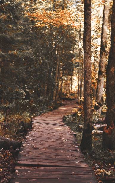 istock Beautiful view of a path in a forest with large trees 1453932833