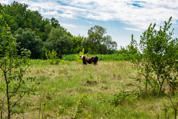 istock beautiful big milk cow grazes on green meadow under blue sky 1453932995