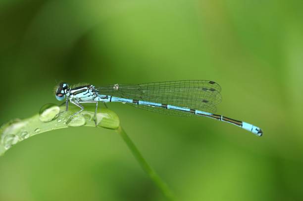 istock Selective focus macro view of an Azure damselfly on a blade of grass after rainfall 1453933018