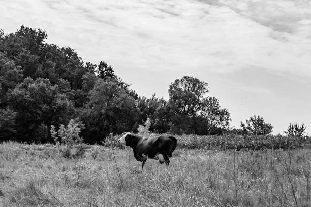 istock beautiful big milk cow grazes on light meadow under clear sky 1453933108