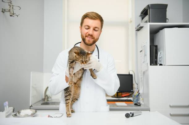 istock Handsome young veterinarian holding cat in clinic 1453933370