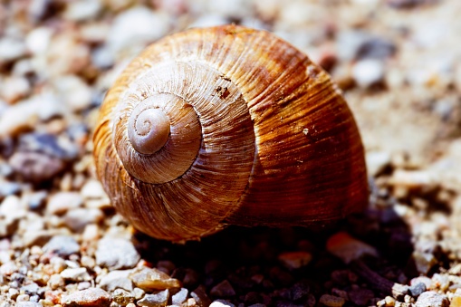 A closeup of a brown snail shell