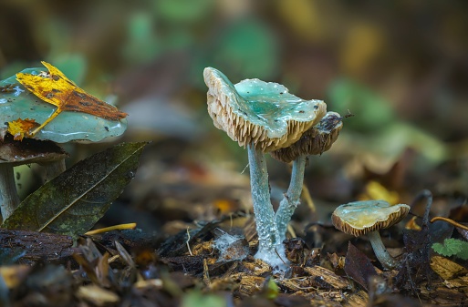 A selective shot of the verdigris agaric (Stropharia caerulea) a slimy woodland blue-green mushroom