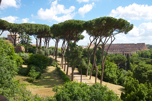 A scenic view of a pathway of green trees and bushes against Palatine Hill in Rome, Italy