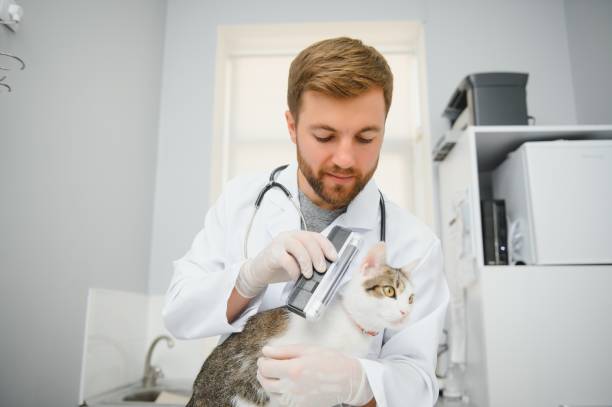 doctor are examining a sick cat. veterinary clinic concept. services of a doctor for animals, health and treatment of pets. - vet domestic cat veterinary medicine stethoscope imagens e fotografias de stock