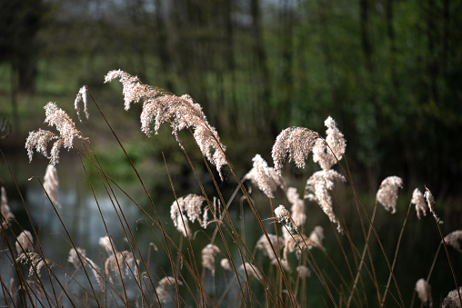 Golden coloured rushes fringing a lake in springtime.