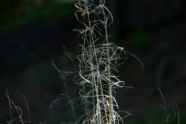 istock Closeup shot of thin reeds in a forest 1453934797