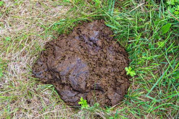 Photography on theme fresh cow dung lies on manure animal farm Photography on theme fresh cow dung lies on manure animal farm, photo consisting of beautiful cow dung in manure meadow fragrance grass, natural cow dung this is bio fertilizer from nature soft manure cow dung stock pictures, royalty-free photos & images