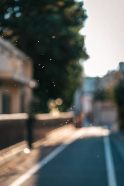 A swarm of small insects.