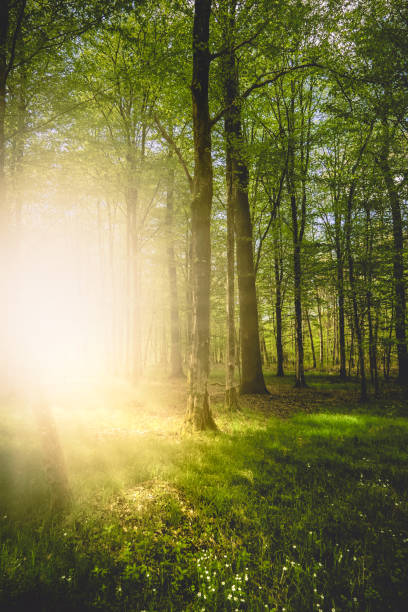 istock Low-angle view of a beautiful forest in Germany on a sunny day 1453935853