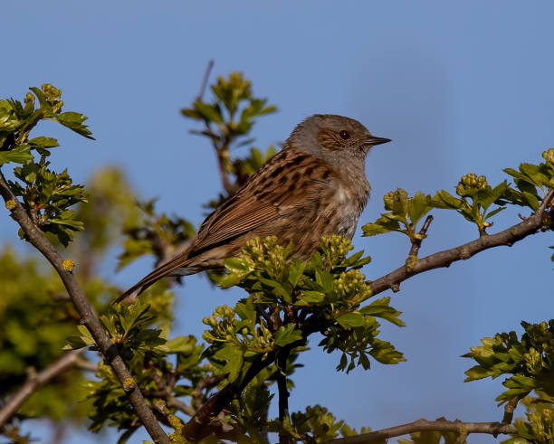 istock Selective focus shot of dunnock (prunella modularis) perched on a branch 1453935912