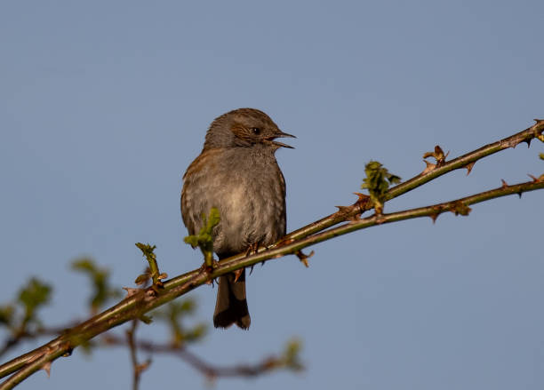 istock Selective focus shot of dunnock (prunella modularis) perched on a branch 1453935917