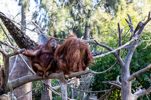 Two orangutangs on a tree branch