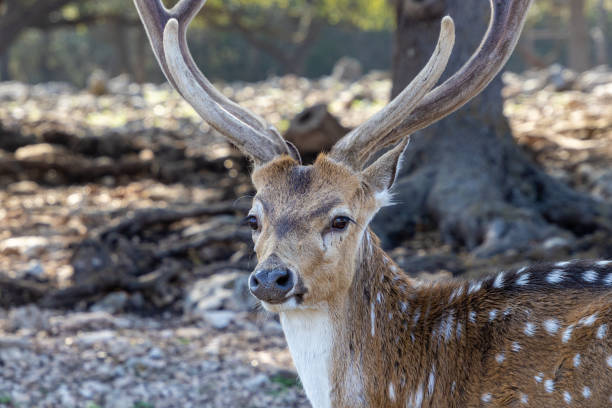 istock Reindeer in a forest in New Barnfuls, Texas 1453936140