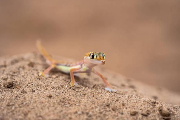 gekon piaskowy namib, jaszczurka - gekkonidae zdjęcia i obrazy z banku zdjęć