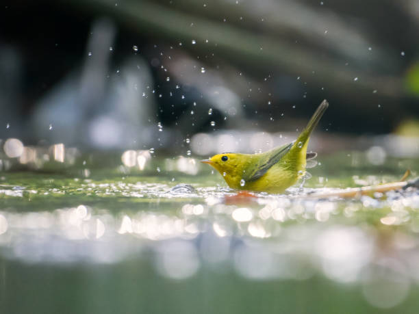 istock Wilson's warbler on the water in a garden 1453936219