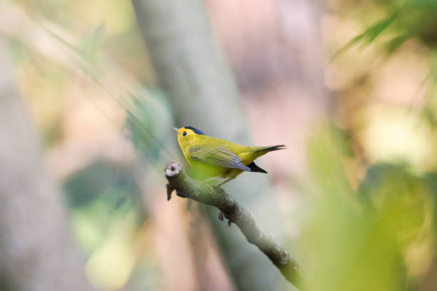 Closeup of a wood-warbler bird on a tree branch in a forest on a sunny day A closeup of a wood-warbler bird on a tree branch in a forest on a sunny day wood warbler phylloscopus sibilatrix stock pictures, royalty-free photos & images