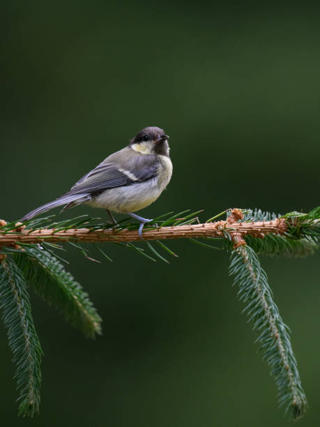 istock Cute small gray bird standing on small branch in a park with blurred green background 1453936415