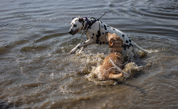 istock Labrador retriever and dalmatian having fun in the water 1453936539