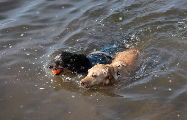 istock Two dogs having fun in the water 1453936540