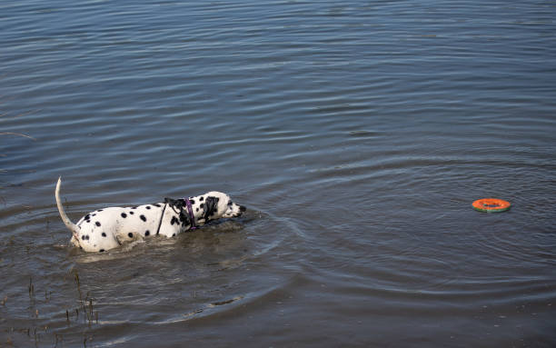 istock Dalmatian having fun in the water 1453936555