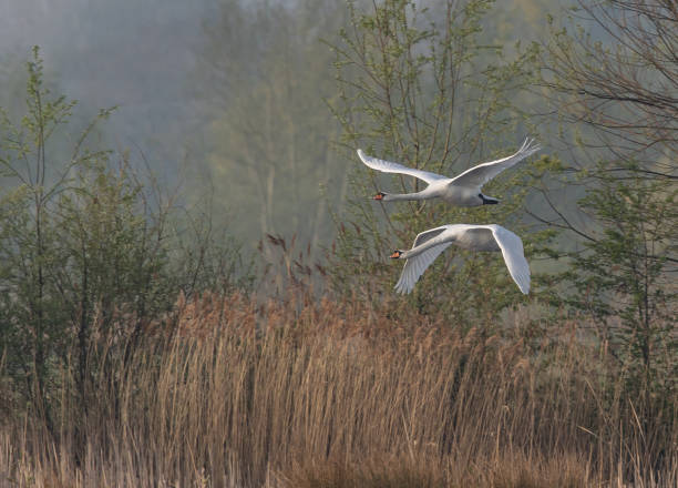 istock Selective focus shot of two swans in flight 1453936567