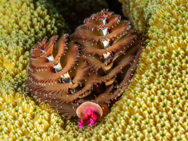 istock Closeup shot of Christmas tree worms underwater 1453936686