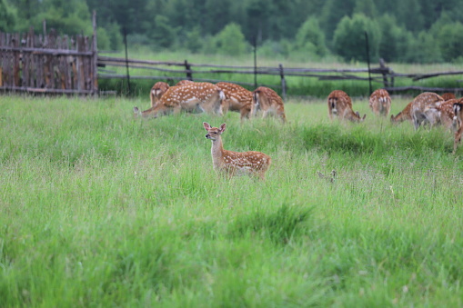 A herd of deer in the meadow with a cloudy sky