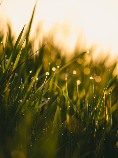 istock Fresh morning dew drops on green grass against the sunrise 1453936889