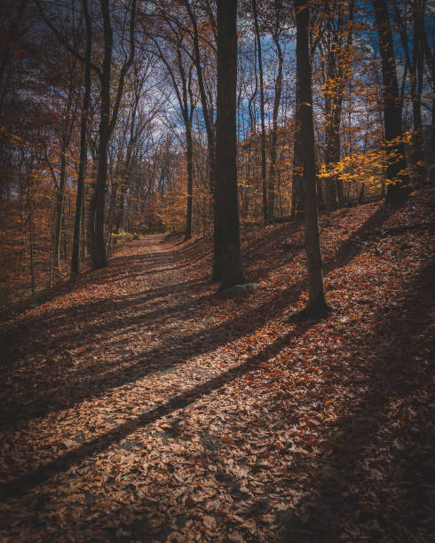 istock Beautiful view of a path going through the forest covered with fallen autumn leaves on a sunny day 1453937153
