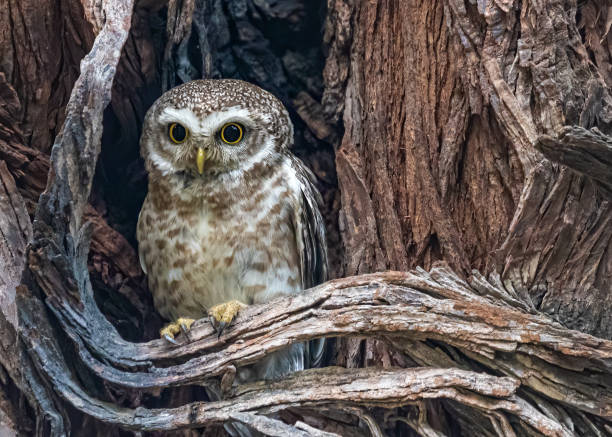 istock Portrait of a brown owl standing on a fried tree branch 1453937441