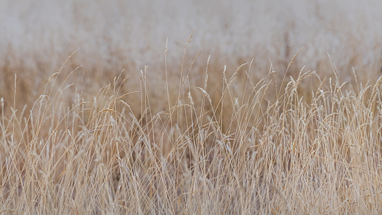 Golden fall grass on a blurred background