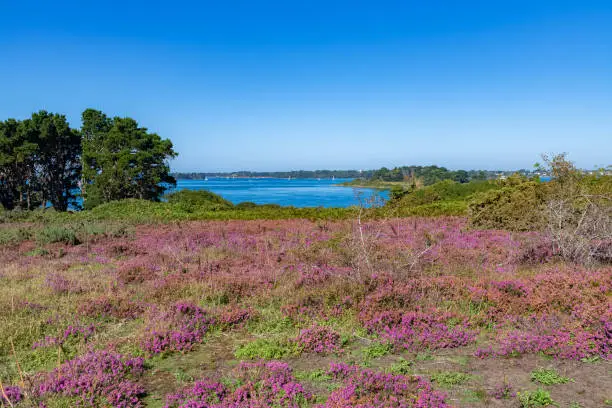 Photo of Ile-aux-Moines in the Morbihan gulf