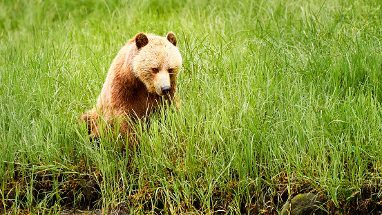 A young grizzly bear foraging in the bright green spring grass.